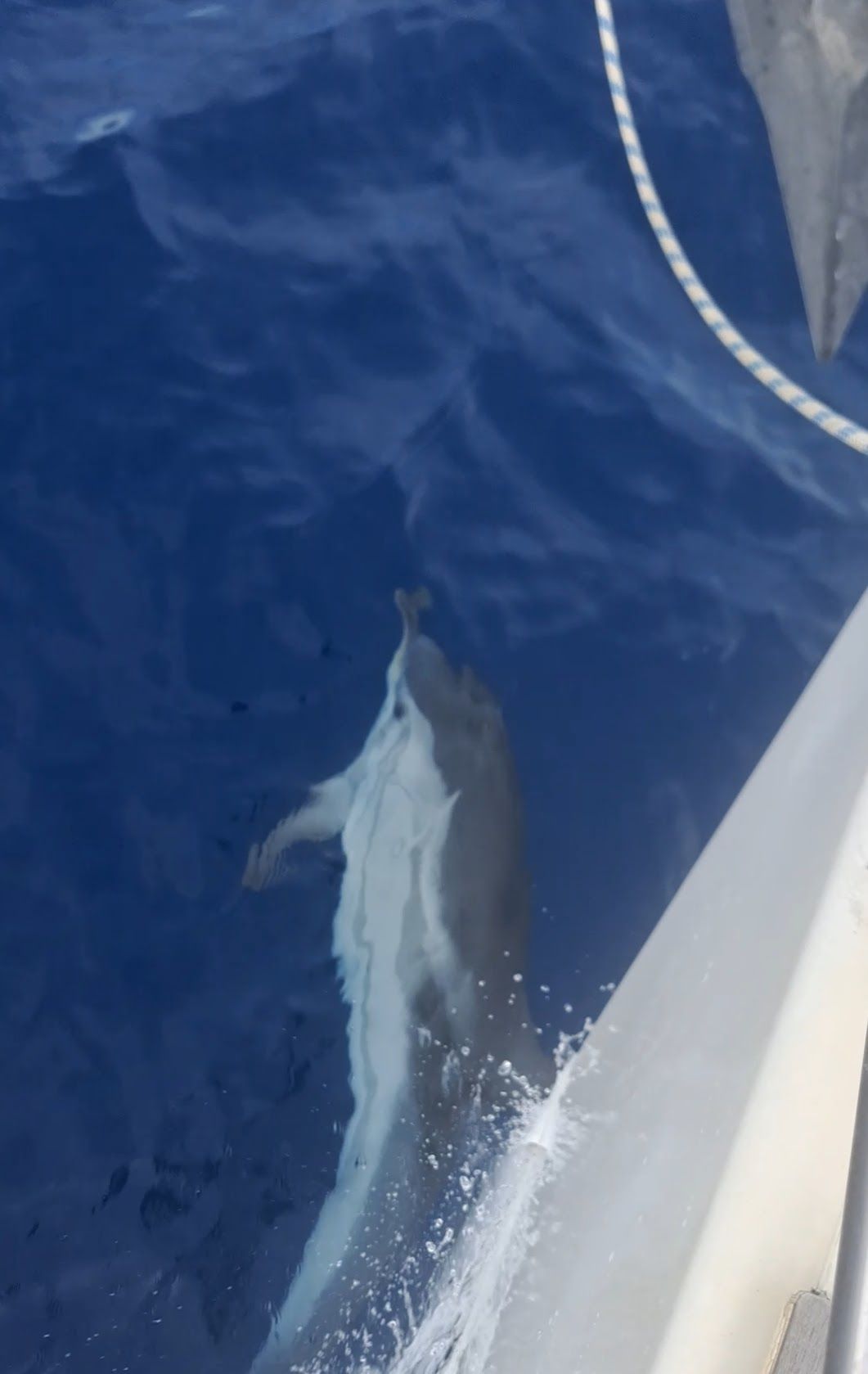 Dolphin swimming alongside the hull of the yacht